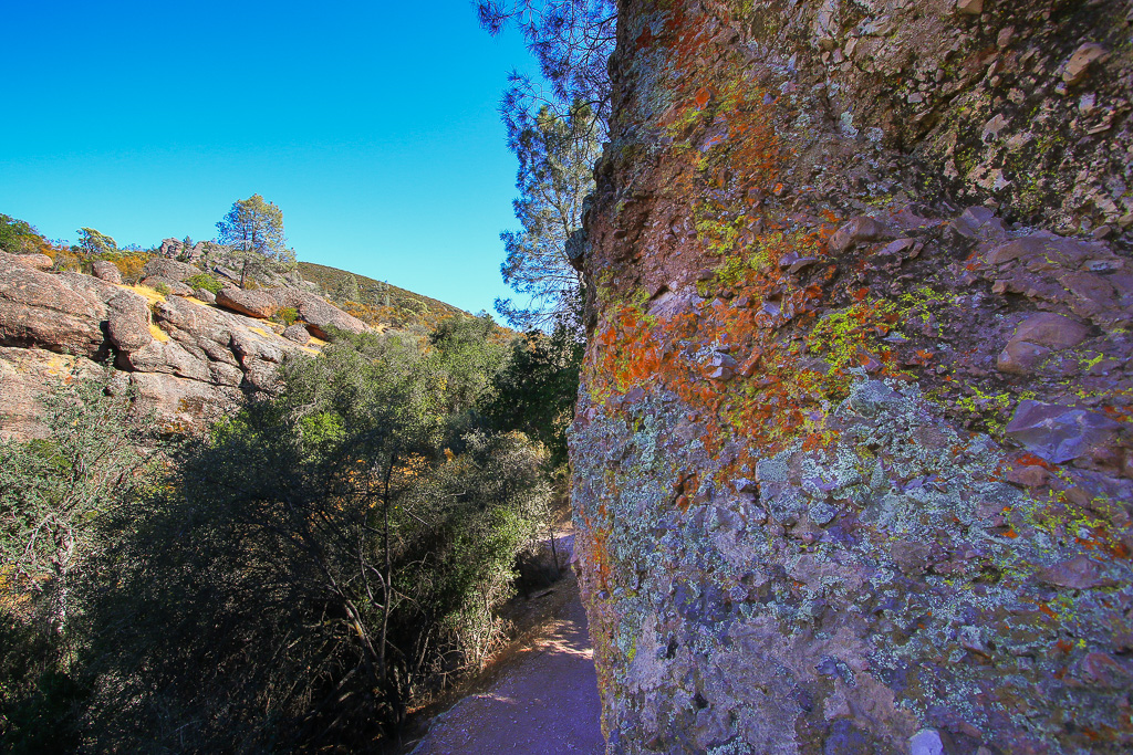 Colorful lichens - Moses Spring Trail to Bear Gulch Caves to Rim Trail