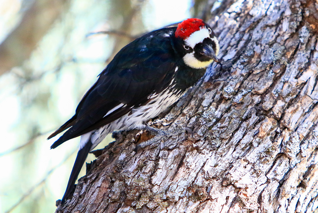 Acorn woodpecker - Moses Spring Trail to Bear Gulch Caves to Rim Trail