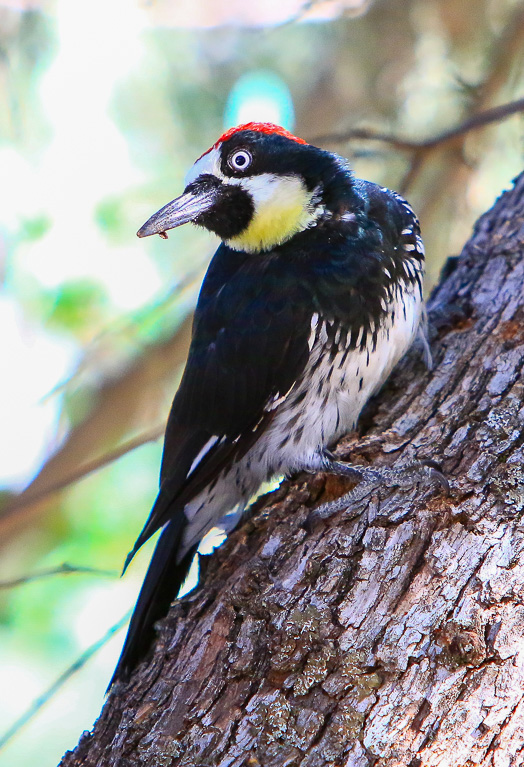 Acorn woodpecker - Moses Spring Trail to Bear Gulch Caves to Rim Trail