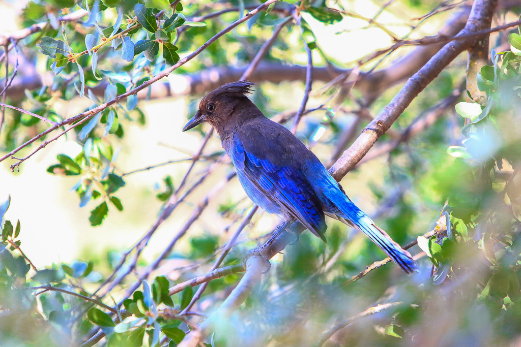 Stellar Jay - Moses Spring Trail to Bear Gulch Caves to Rim Trail