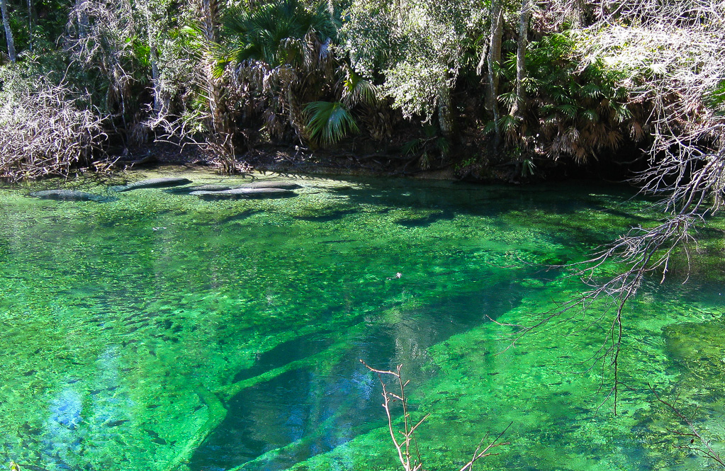 Blue Spring surrounded by manatees - Blue Spring Trail