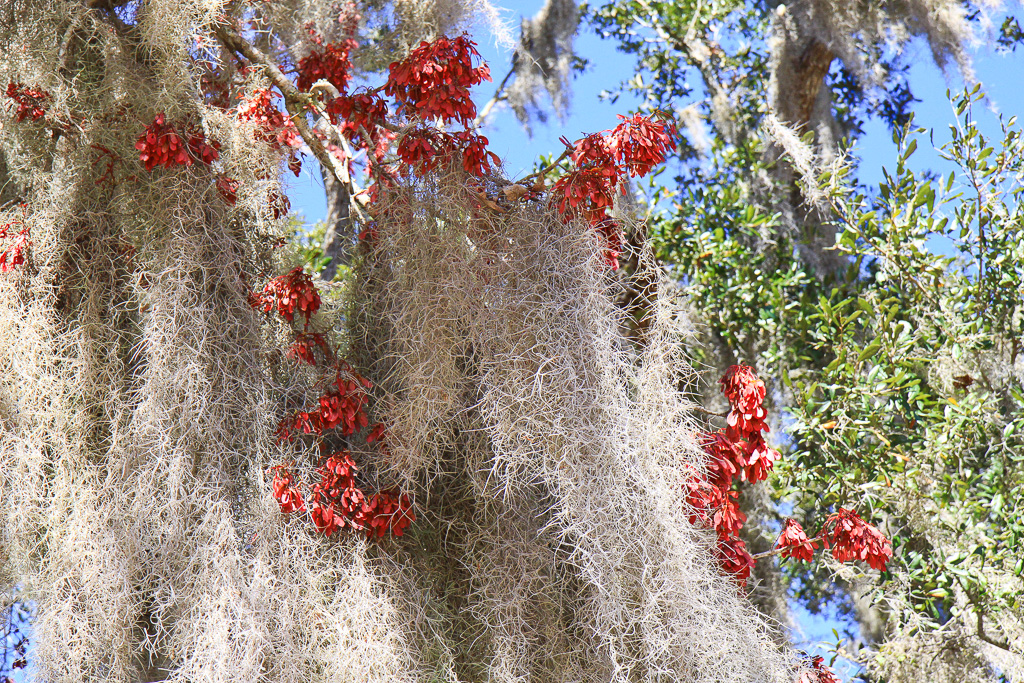 Spanish Moss and New Leaves - Blue Spring Trail