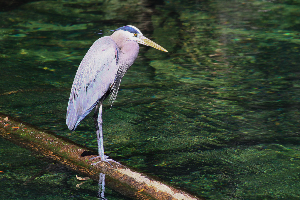 Great Blue Heron - Blue Spring Trail