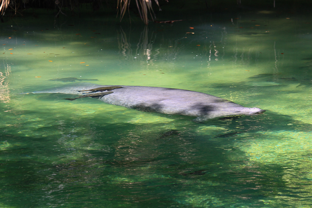 Manatee coming up for air - Florida