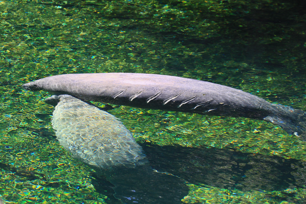 Manatee with propeller scars - Blue Spring Trail