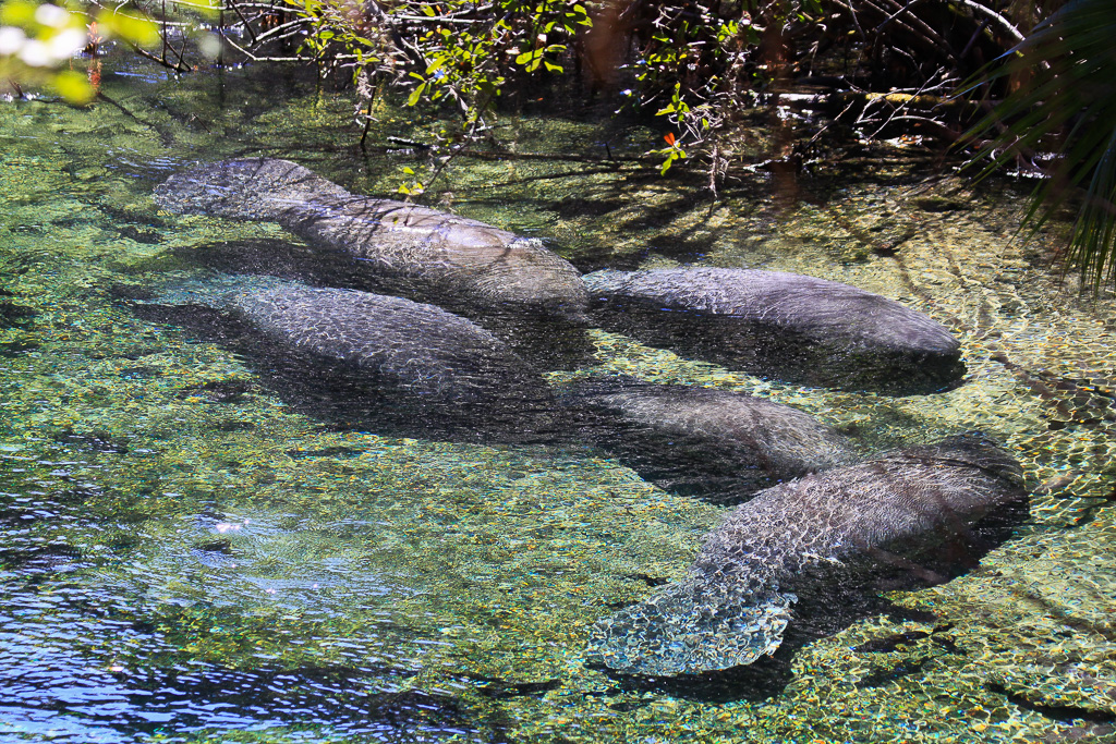 Gathering manatees - Florida