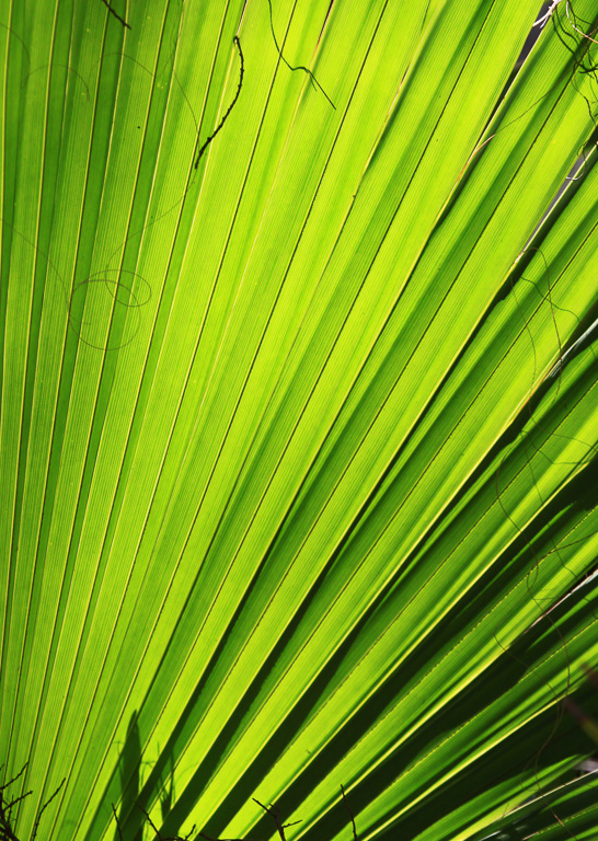 Palm frond - Florida