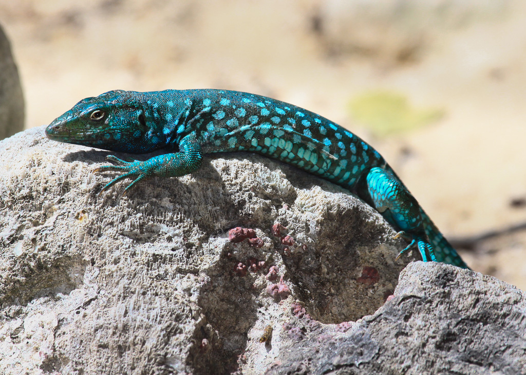 Kododo blauw or Aruban whiptail lizard - Aruba