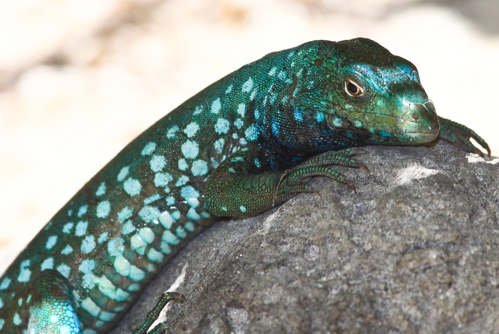Kododo blauw or Aruban whiptail lizard - Aruba
