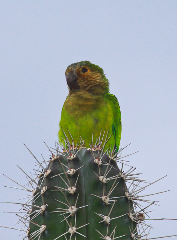 Aruban parakeet or prikichi - Aruba