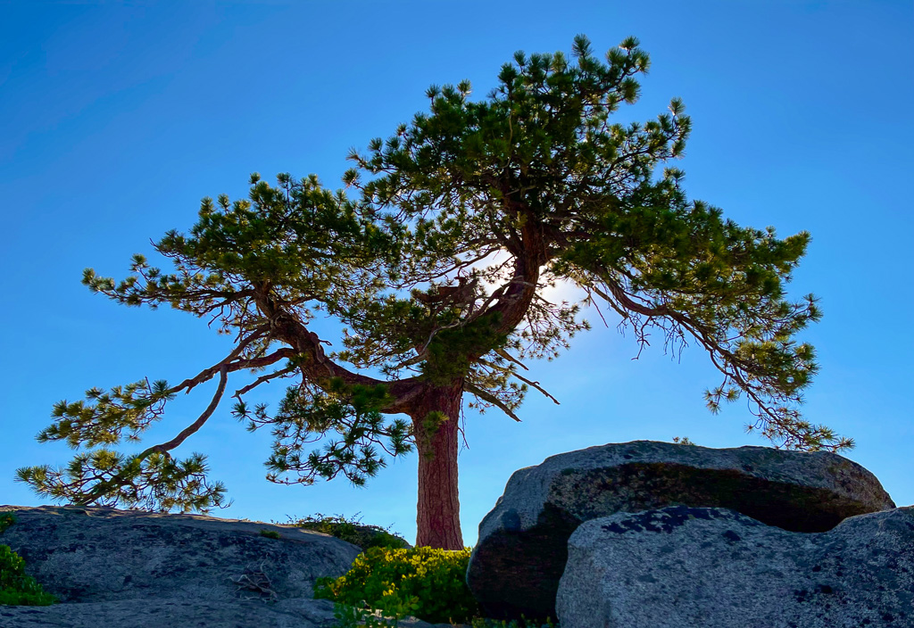 Sunlit Jeffrey Pine - Buena Vista Peak