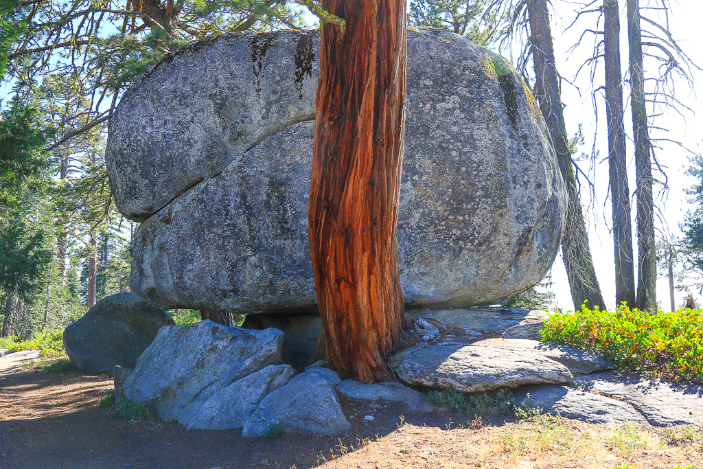Incense Cedar and boulder - Buena Vista Peak
