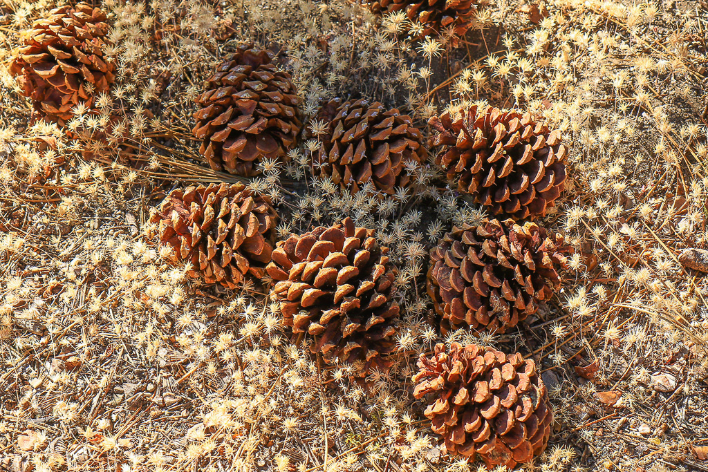 Pine cones - Buena Vista Peak