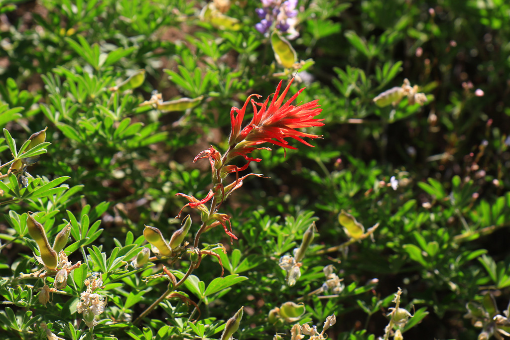 Indian Paintbrush - Buena Vista Peak