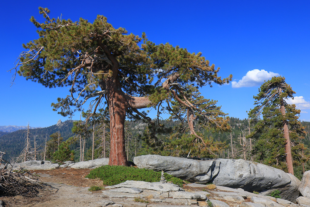 Jeffrey Pine - Buena Vista Peak