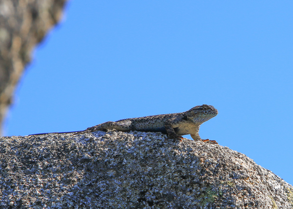 Lizard - Buena Vista Peak
