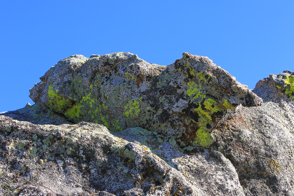 Colorful lichens - Buena Vista Peak