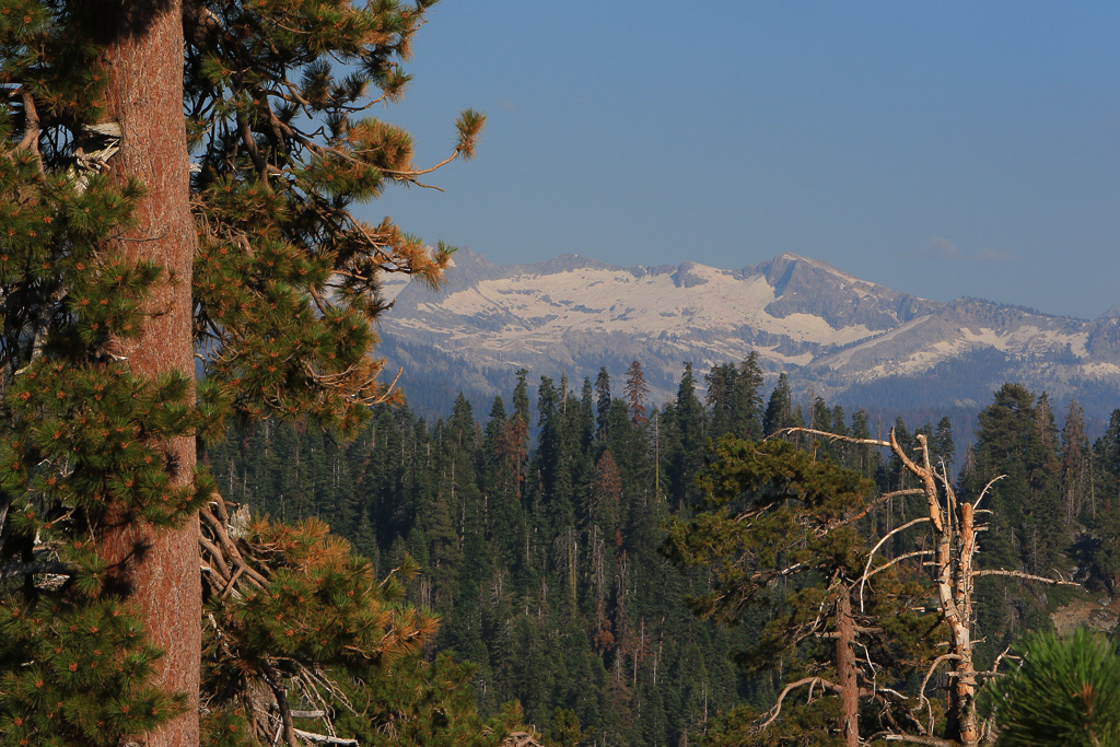 Pine and Sierras - Buena Vista Peak