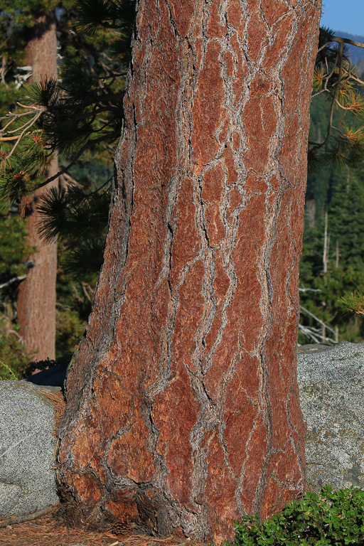 Jeffrey pine bark - Buena Vista Peak
