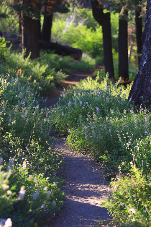 Trail through the meadow - Buena Vista Peak