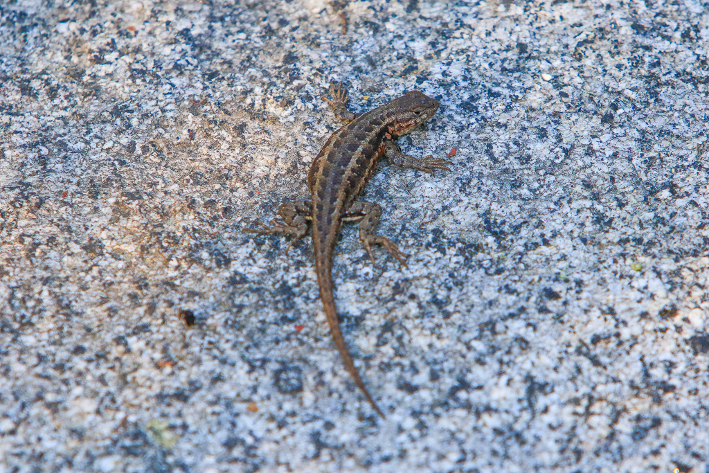 Wester Fence Lizard - Buena Vista Peak