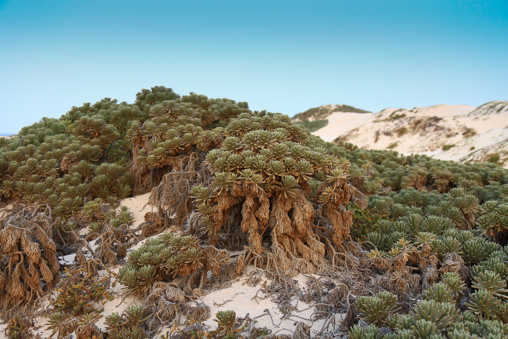 Dune vegetation - California Dunes
