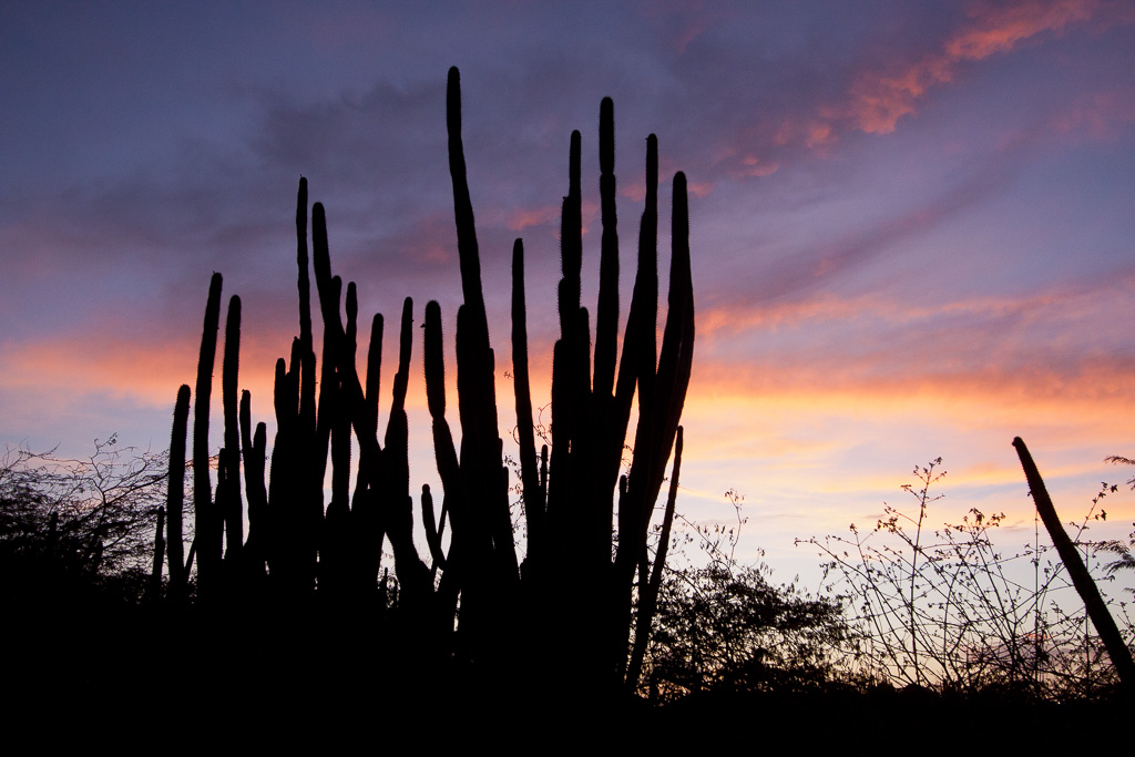 Kadushi cactus at sunset - Casibari Rock Formations