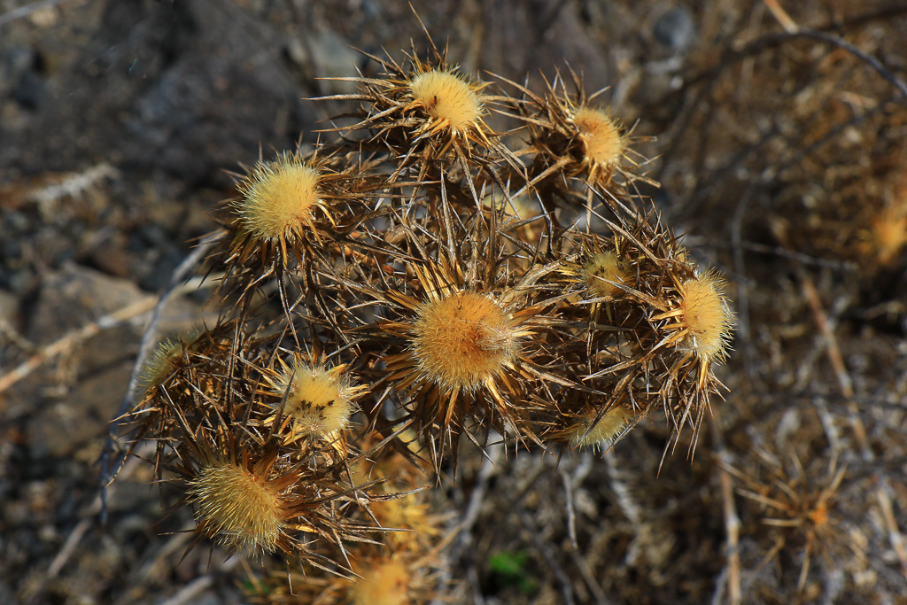 Dried Flowers - Fira to Oia