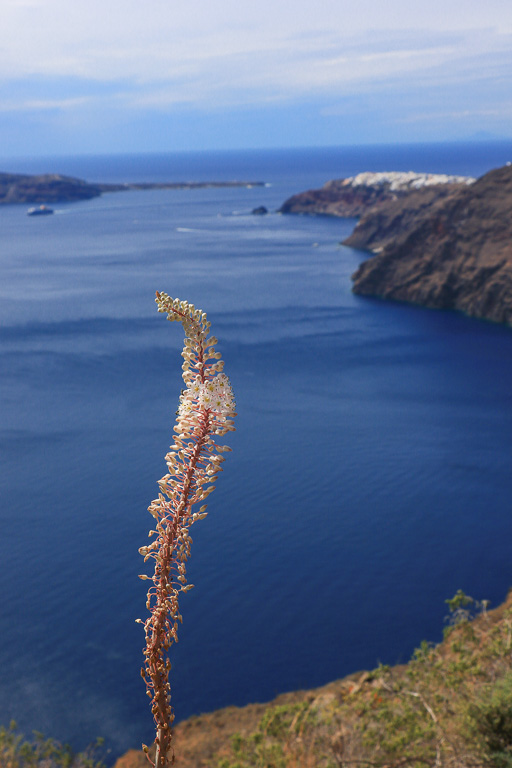 Trailside bloom - Fira to Oia