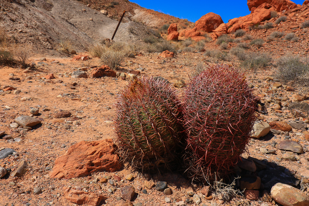 Barrel cactus - Fire Wave Trail