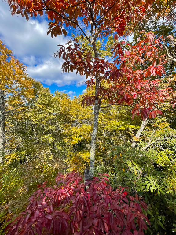 Autumn leaves - Grandview Rim Trail