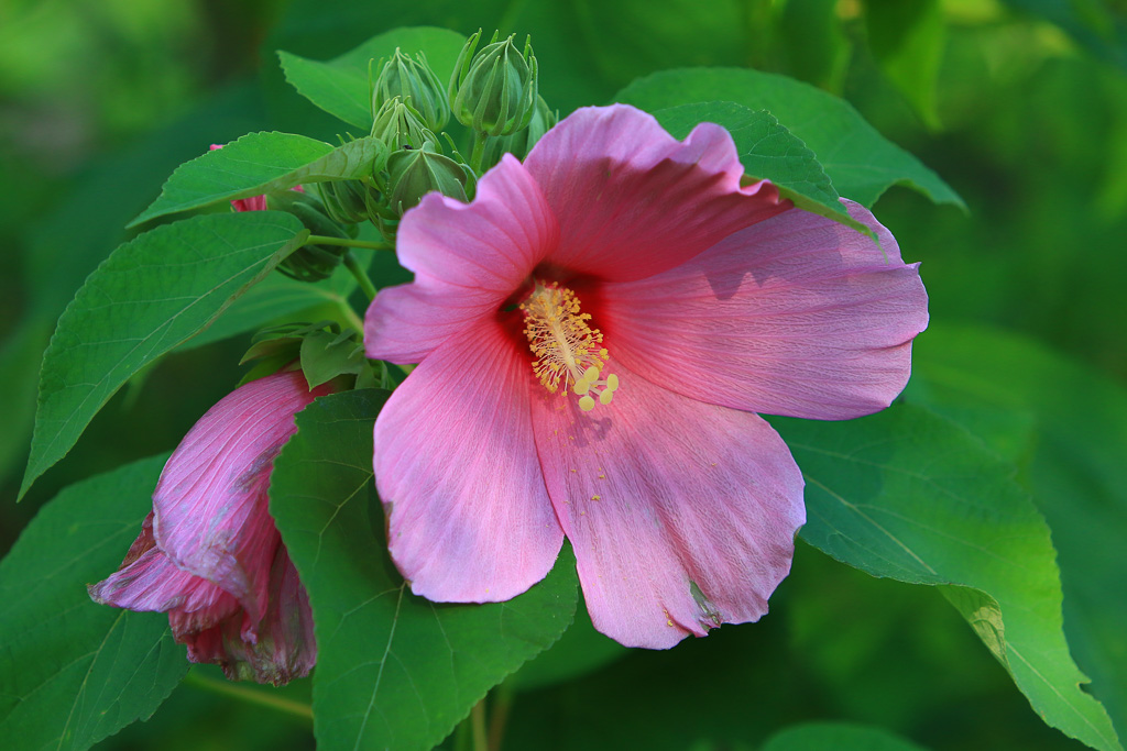 Rose Mallow - Great Marsh Trail