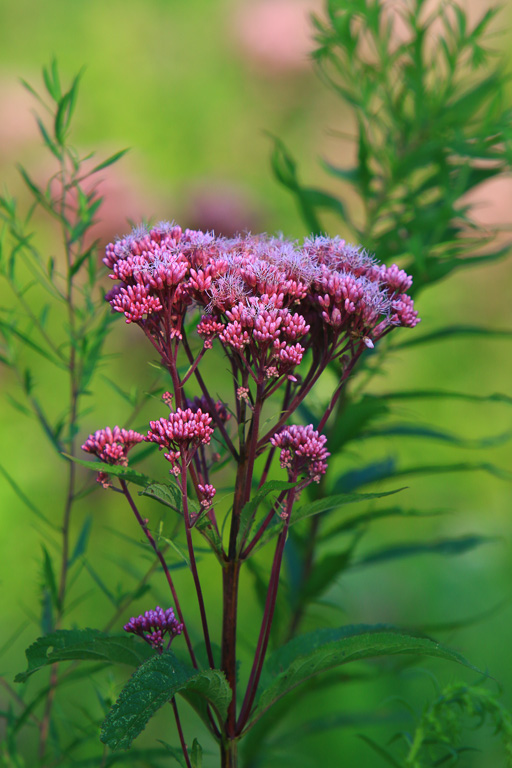 Spotted Joe-pye weed - Great Marsh Trail