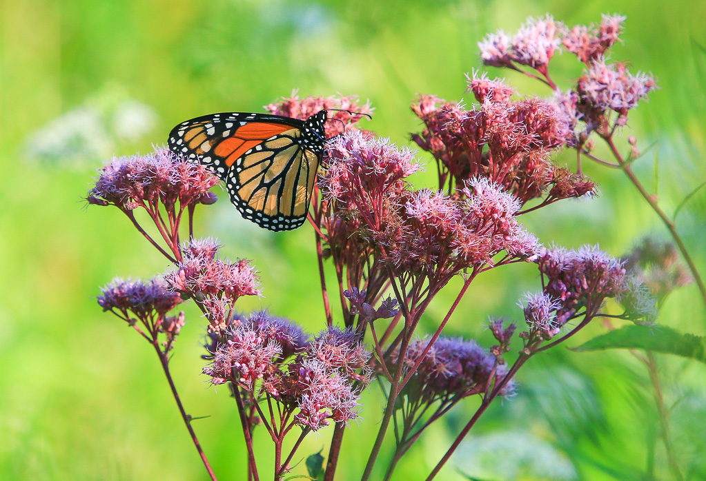 Monarch on Spotted Joe-pye weed - Great Marsh Trail