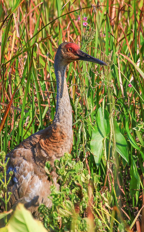 Sandhill Crane - Great Marsh Trail