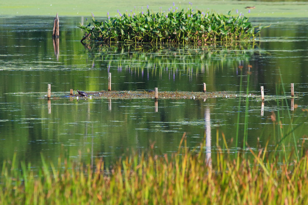 Turtle in the Great Marsh - Great Marsh Trail