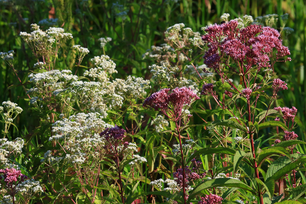 Boneset and Joe-pye - Great Marsh Trail