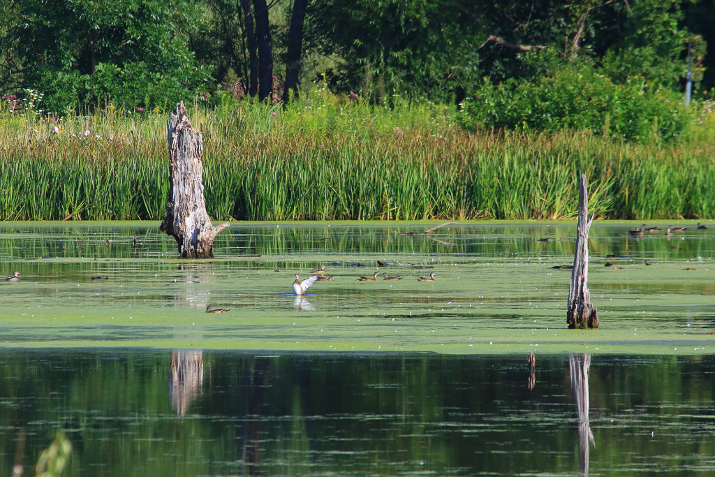 Wood duck - Great Marsh Trail