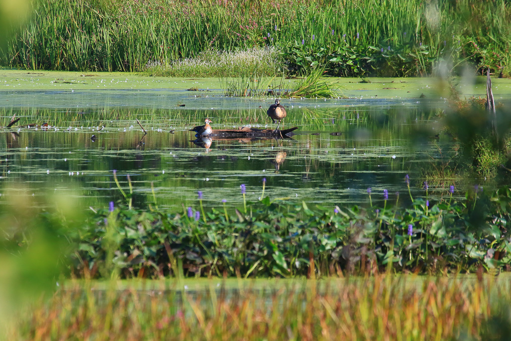 Wood duck and Canada Goose - Great Marsh Trail