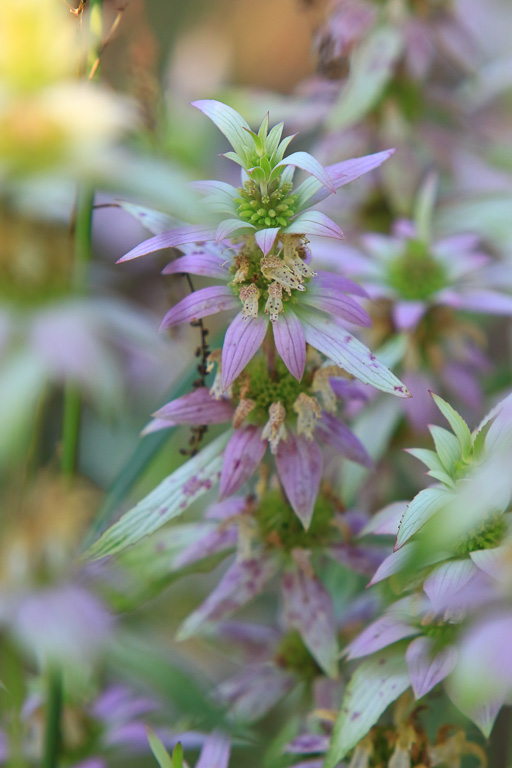 Spotted bee balm - Great Marsh Trail