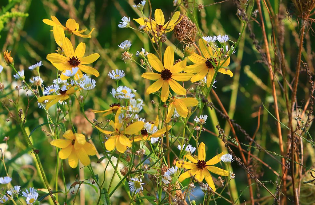 Daisies - Great Marsh Trail