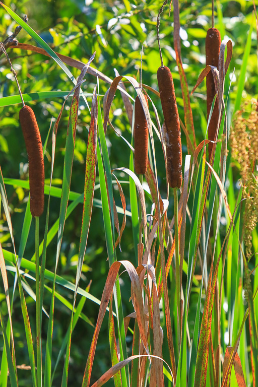 Cat tails - Great Marsh Trail