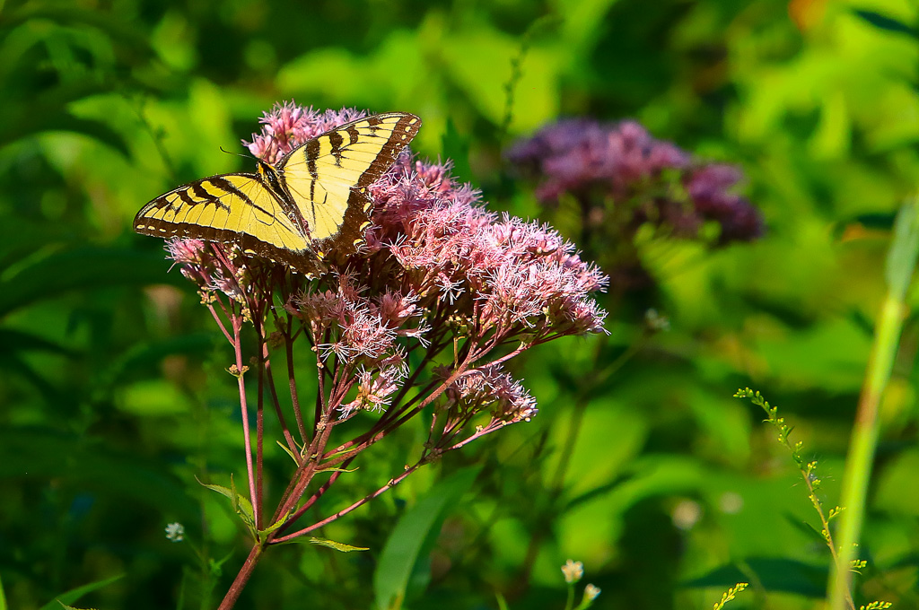 Tiger swallowtail on Spotted Joe-pye weed - Great Marsh Trail