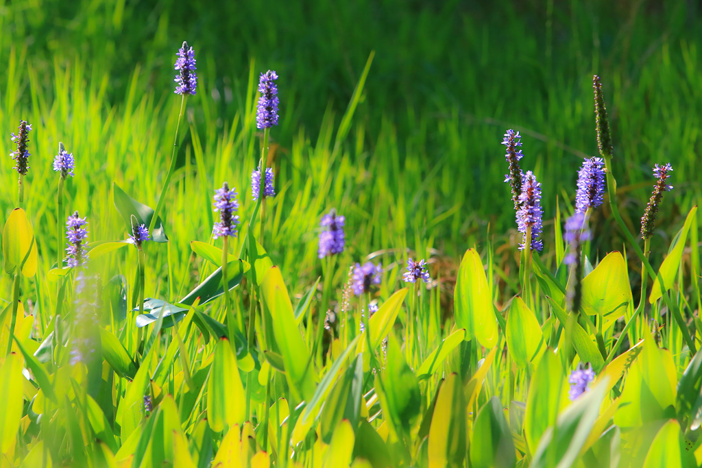 Pickerelweed - Great Marsh Trail