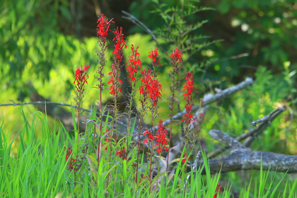 Cardinal flowers - Great Marsh Trail