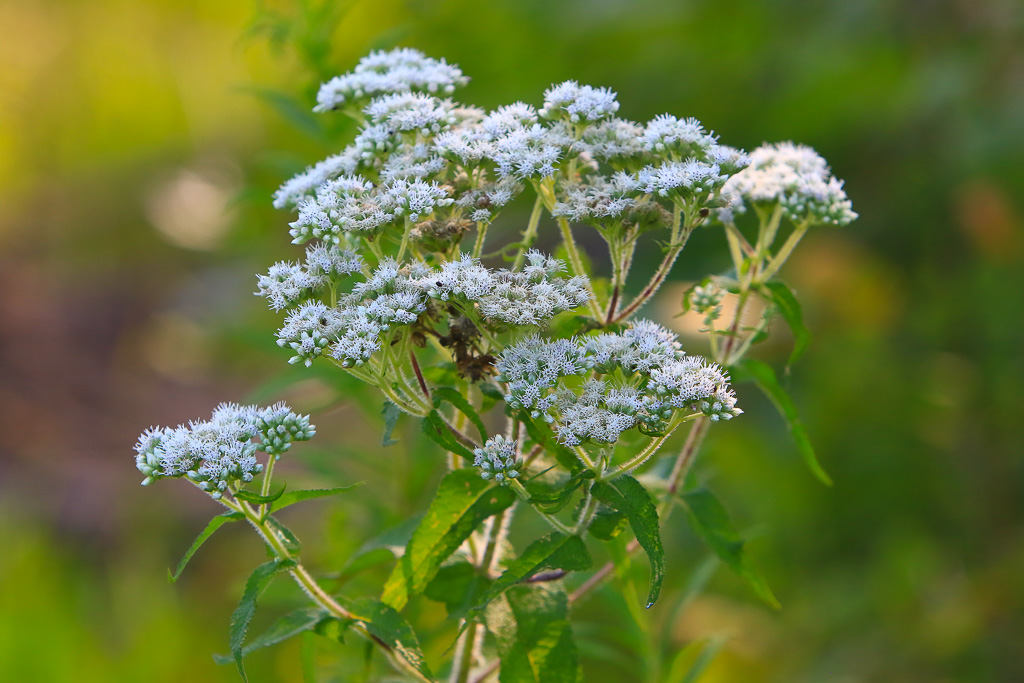 Boneset - Great Marsh Trail