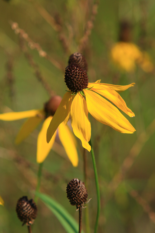 Prairie dock - Great Marsh Trail