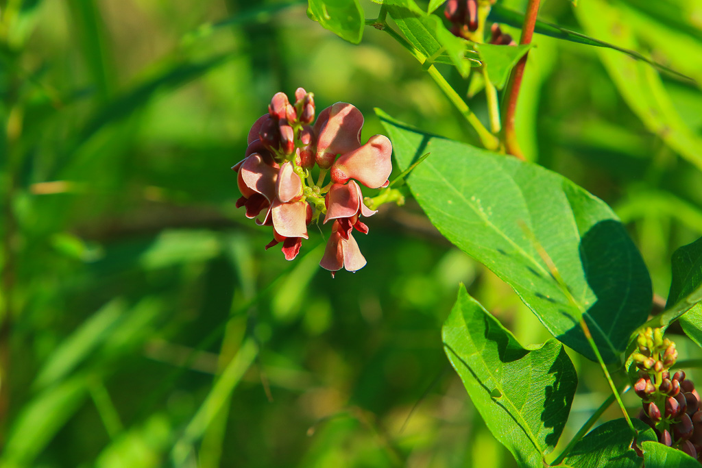 Groundnut - Great Marsh Trail