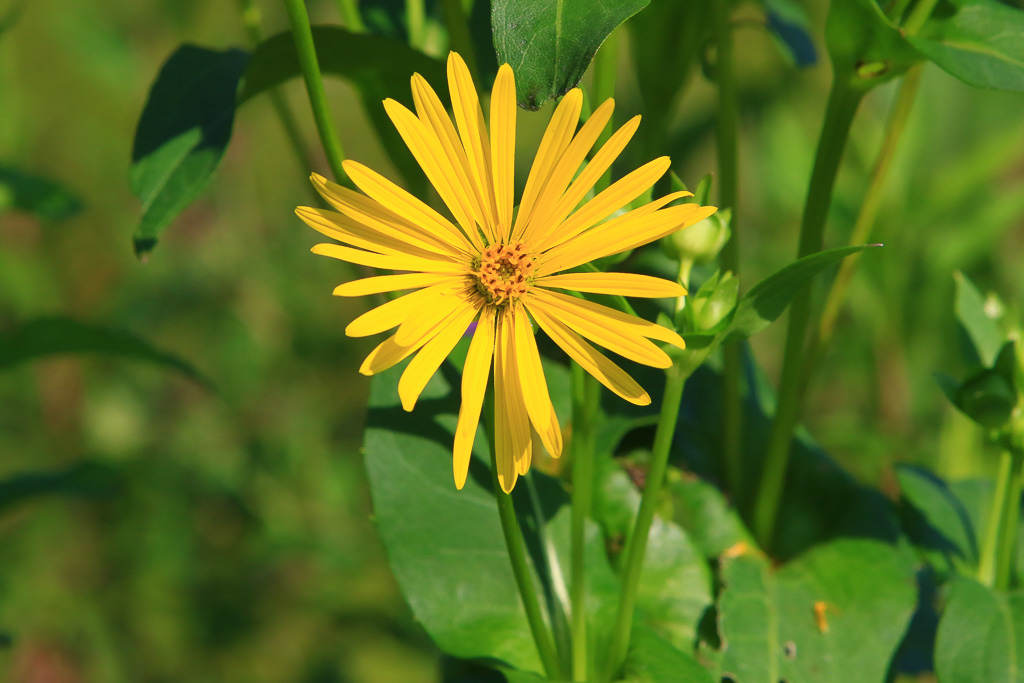 Compass plant - Great Marsh Trail