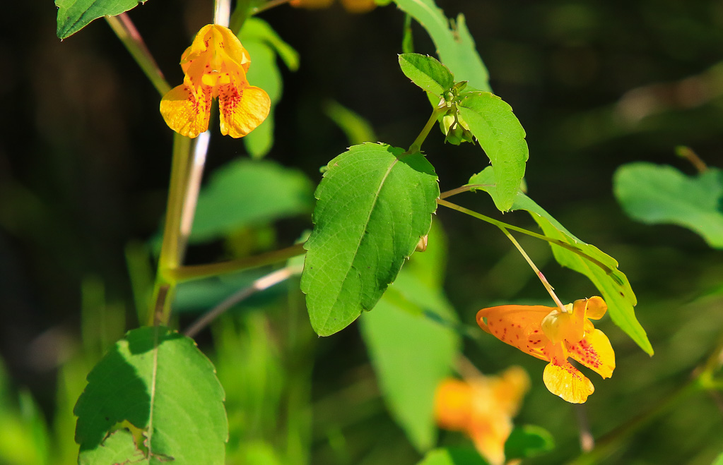 Jewelweed - Great Marsh Trail